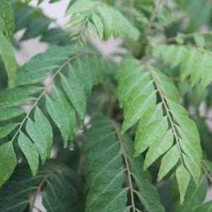 Indian curry leaf exporter