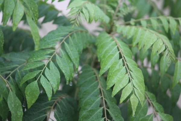 Indian curry leaf exporter